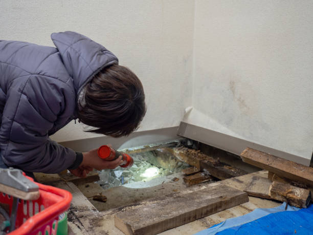 Best Mold Damage Restoration  in Kaibito, AZ